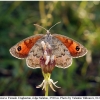 erebia iranica female6